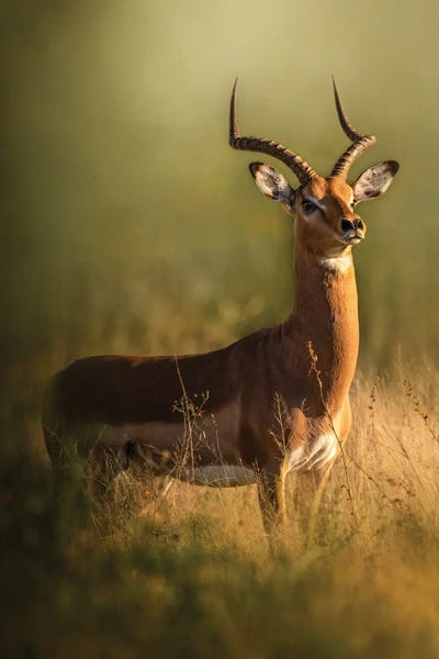 Ram On High Alert by Patsy Weingart art print