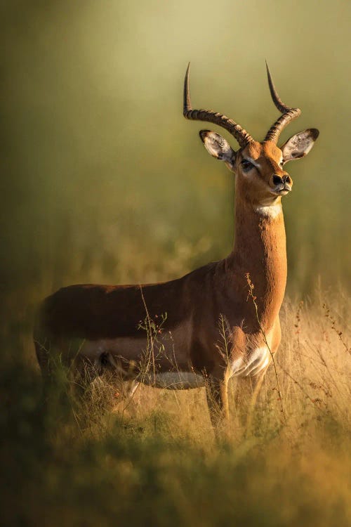 Ram On High Alert by Patsy Weingart wall art