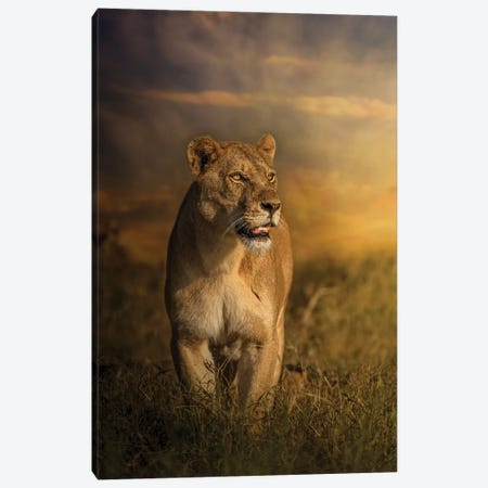 Prowling Lioness Canvas Print #PWG43} by Patsy Weingart Canvas Art