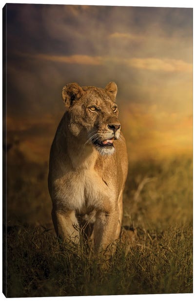 Prowling Lioness Canvas Art Print - Patsy Weingart