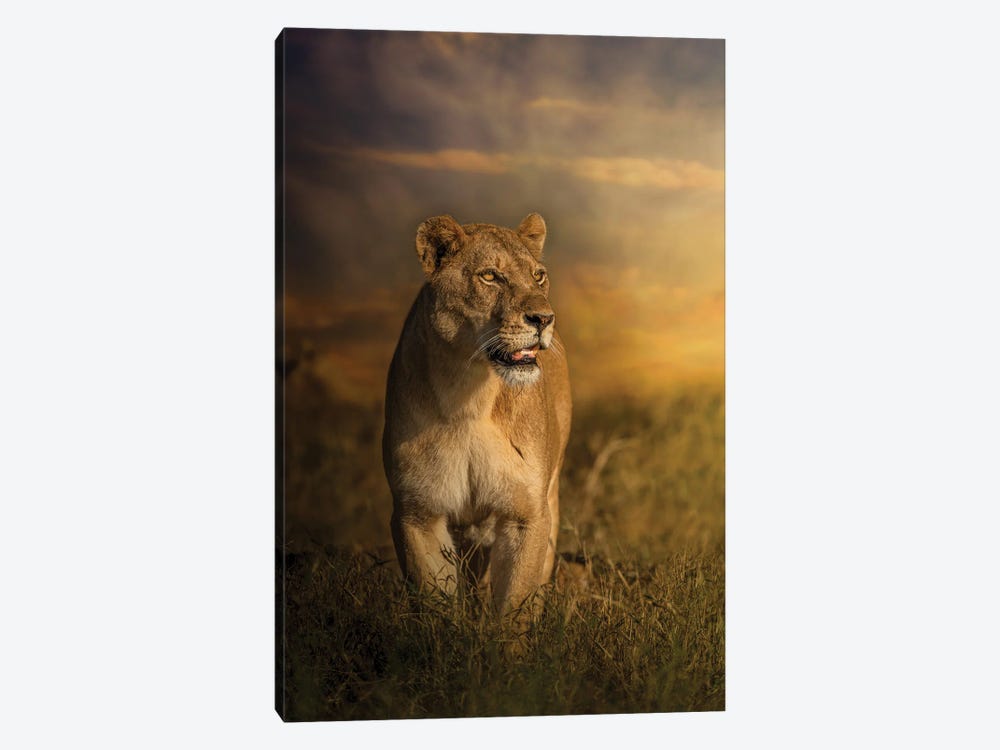 Prowling Lioness by Patsy Weingart 1-piece Canvas Wall Art