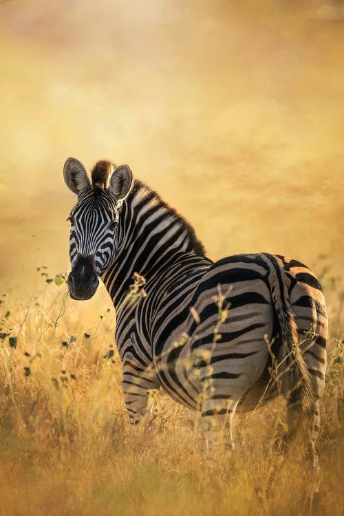 Look Back Zebra