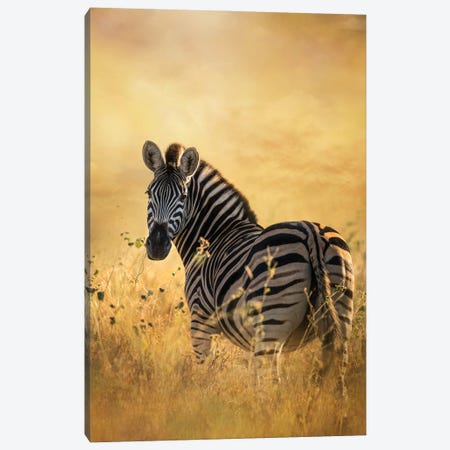 Look Back Zebra Canvas Print #PWG45} by Patsy Weingart Canvas Art Print