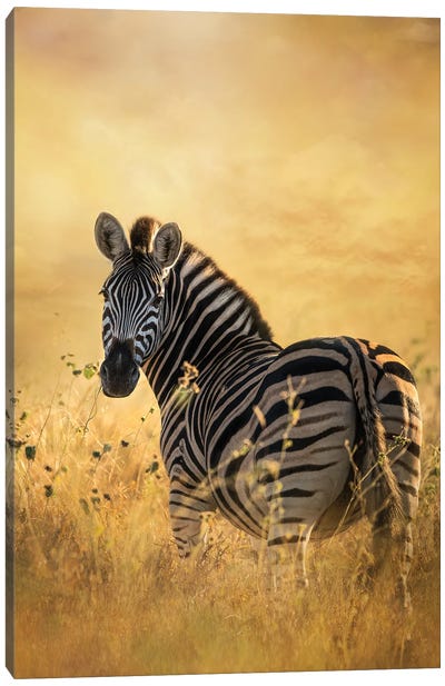 Look Back Zebra Canvas Art Print - Patsy Weingart