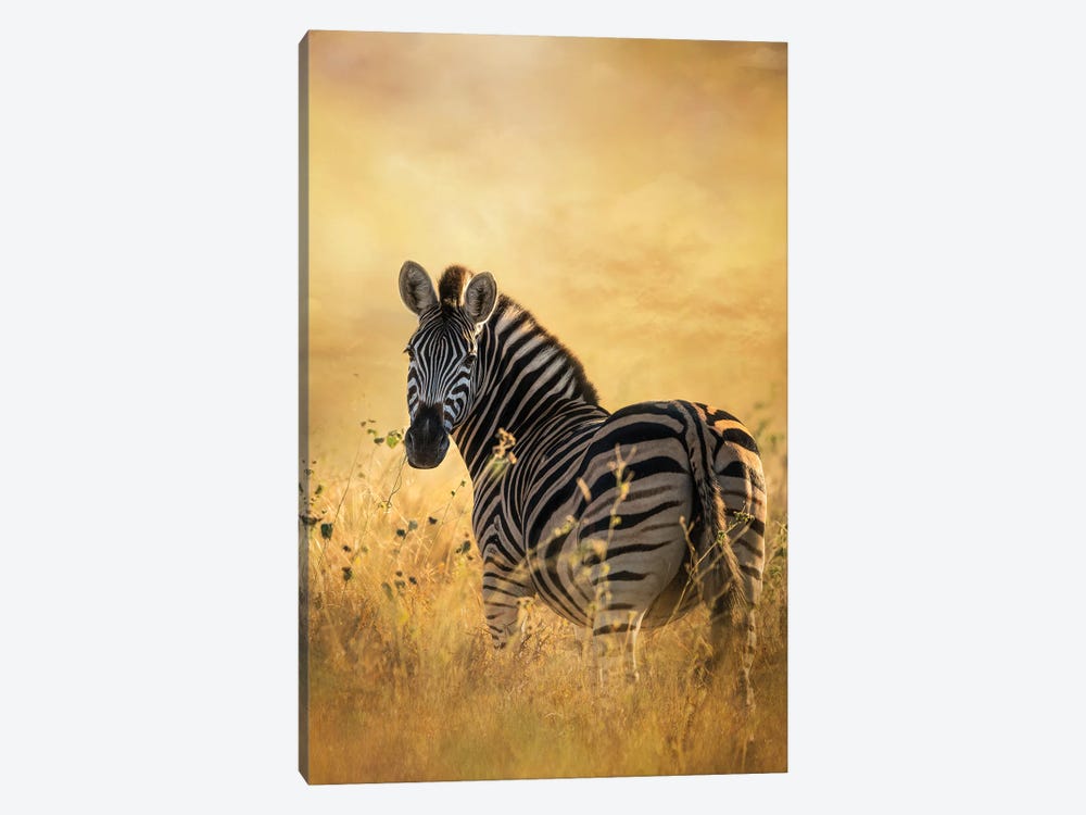 Look Back Zebra by Patsy Weingart 1-piece Canvas Artwork