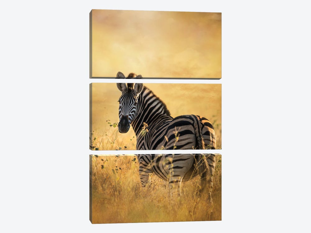 Look Back Zebra by Patsy Weingart 3-piece Canvas Artwork
