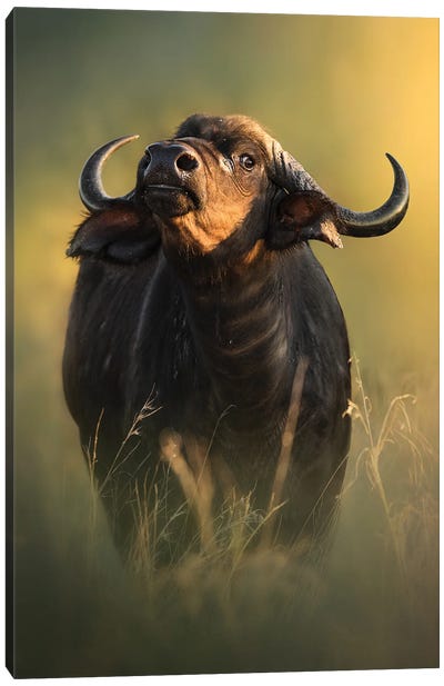 Snooty Buffalo Canvas Art Print - Photogenic Animals
