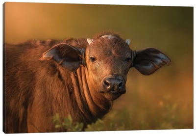 Buffalo Calf In Late Rays Canvas Art Print - Patsy Weingart