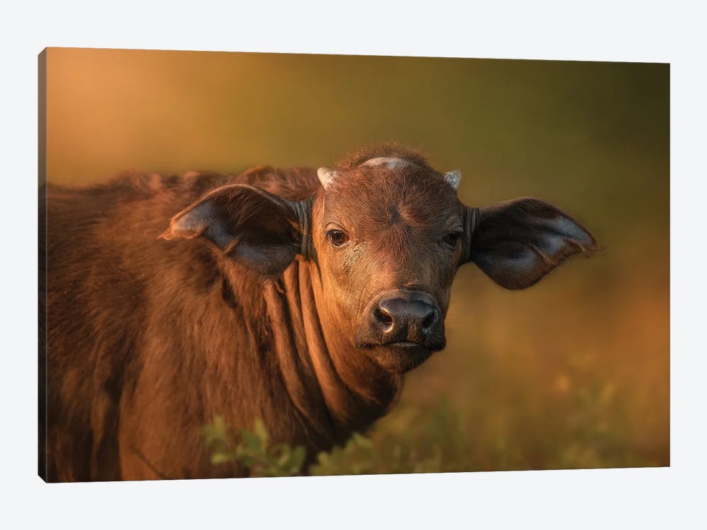 Buffalo Calf In Late Rays by Patsy Weingart 1-piece Canvas Print