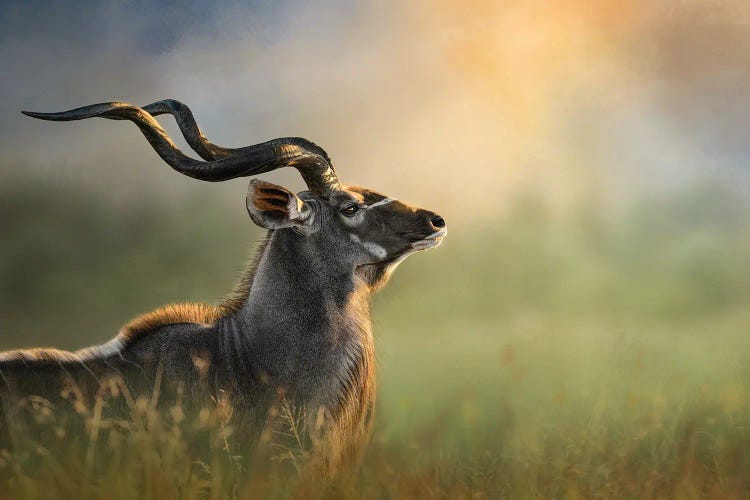 Glorious Kudu