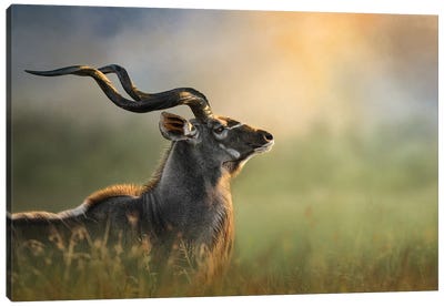 Glorious Kudu Canvas Art Print - Antelopes