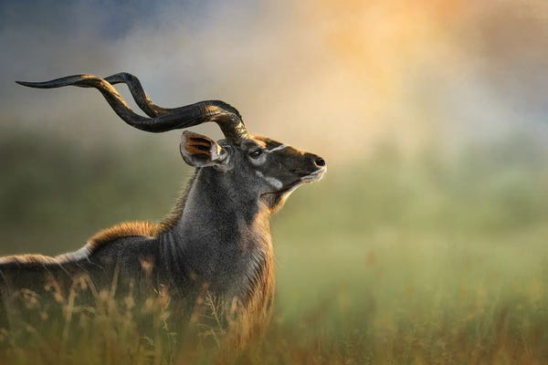 Photogenic Animals: Glorious Kudu by Patsy Weingart