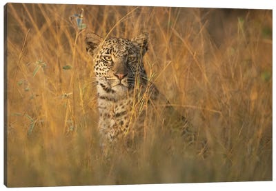 Leopard In Tall Grass Canvas Art Print - Patsy Weingart
