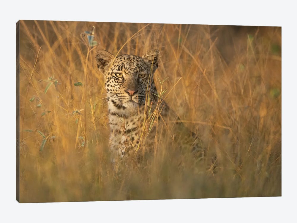 Leopard In Tall Grass by Patsy Weingart 1-piece Canvas Wall Art