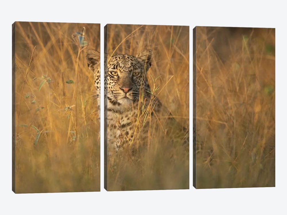 Leopard In Tall Grass by Patsy Weingart 3-piece Canvas Art