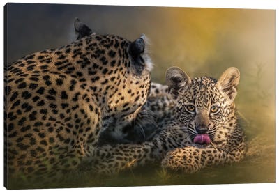 Baby And Momma Leopard Canvas Art Print - Patsy Weingart