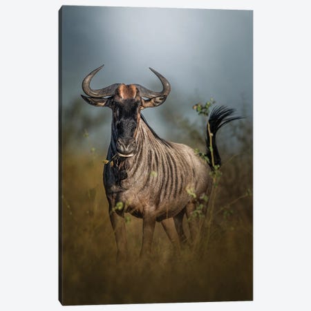 Nervous Wildebeest Canvas Print #PWG51} by Patsy Weingart Canvas Print