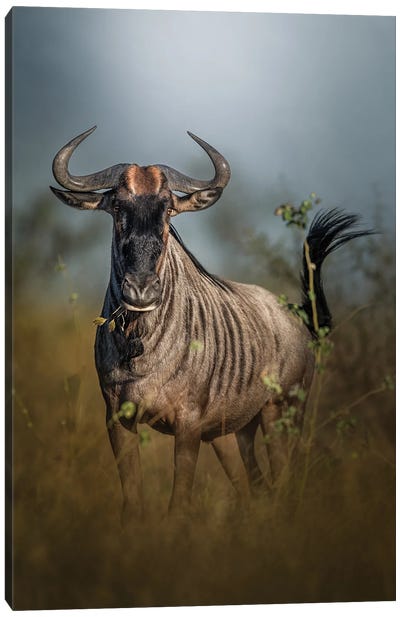 Nervous Wildebeest Canvas Art Print - Antelopes