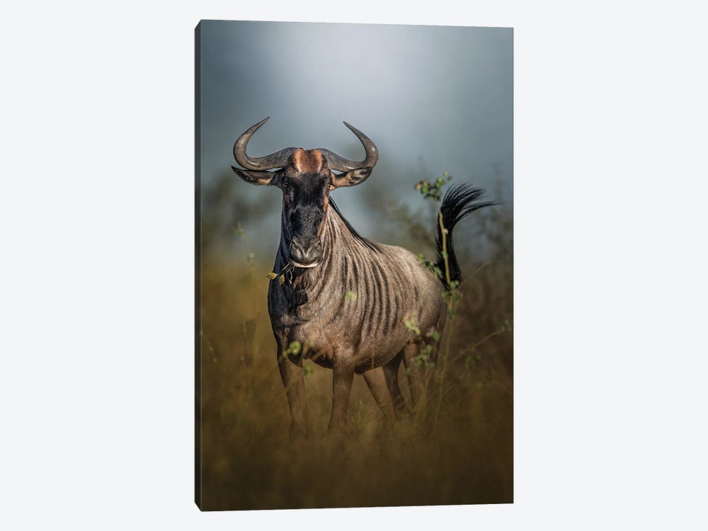 Nervous Wildebeest by Patsy Weingart 1-piece Canvas Print