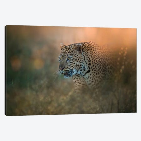 Prowling Leopard Canvas Print #PWG52} by Patsy Weingart Canvas Art Print