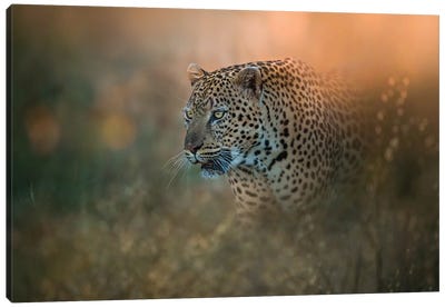 Prowling Leopard Canvas Art Print - Patsy Weingart