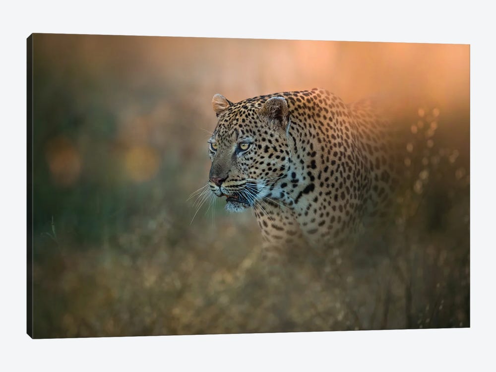 Prowling Leopard by Patsy Weingart 1-piece Canvas Art