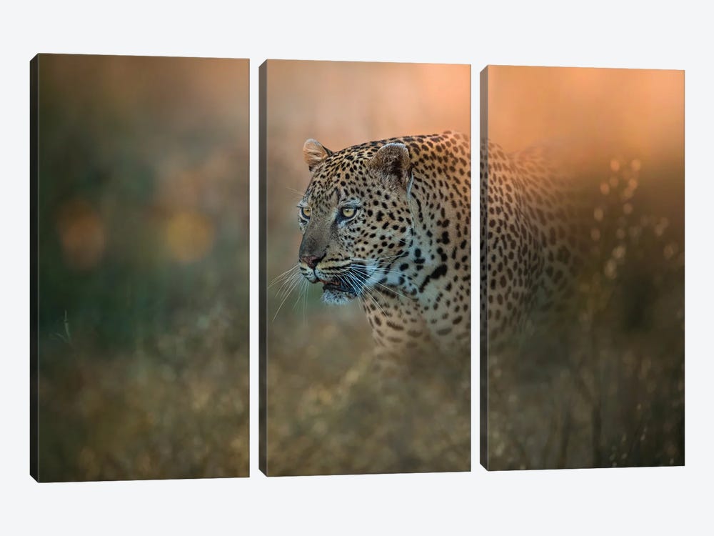 Prowling Leopard by Patsy Weingart 3-piece Canvas Art
