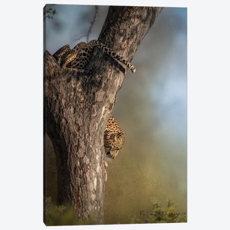 Descending Leopard Canvas Print #PWG53} by Patsy Weingart Canvas Print