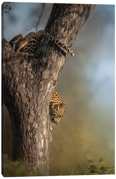 Descending Leopard Canvas Art Print - Patsy Weingart
