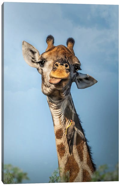 Quirky Giraffe Canvas Art Print - Photogenic Animals