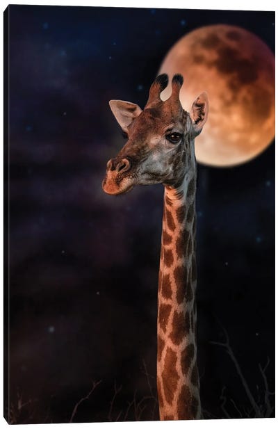 Giraffe In The Night Canvas Art Print - Patsy Weingart