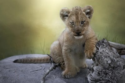 Casual Cub by Patsy Weingart canvas print
