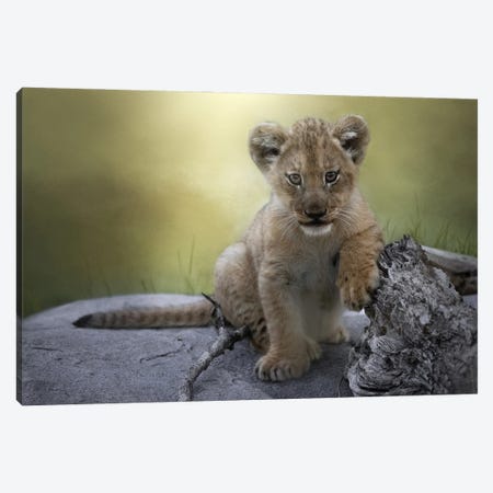 Casual Cub Canvas Print #PWG58} by Patsy Weingart Canvas Print