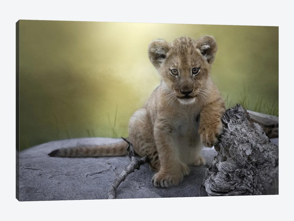 Casual Cub by Patsy Weingart 1-piece Canvas Wall Art