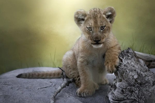 Patsy Weingart: Casual Cub by Patsy Weingart