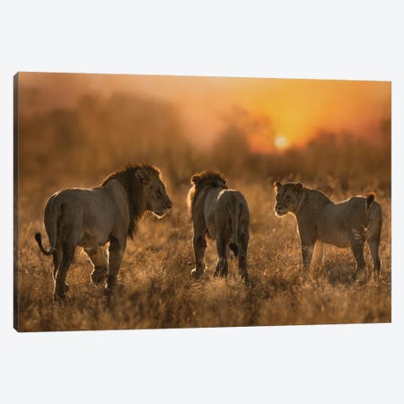 Lion Trio Canvas Print #PWG59} by Patsy Weingart Canvas Print