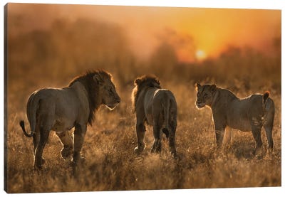Lion Trio Canvas Art Print - Sunset Shades