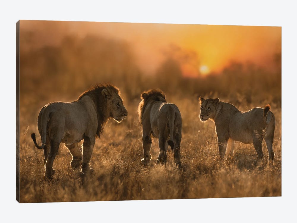 Lion Trio by Patsy Weingart 1-piece Canvas Print