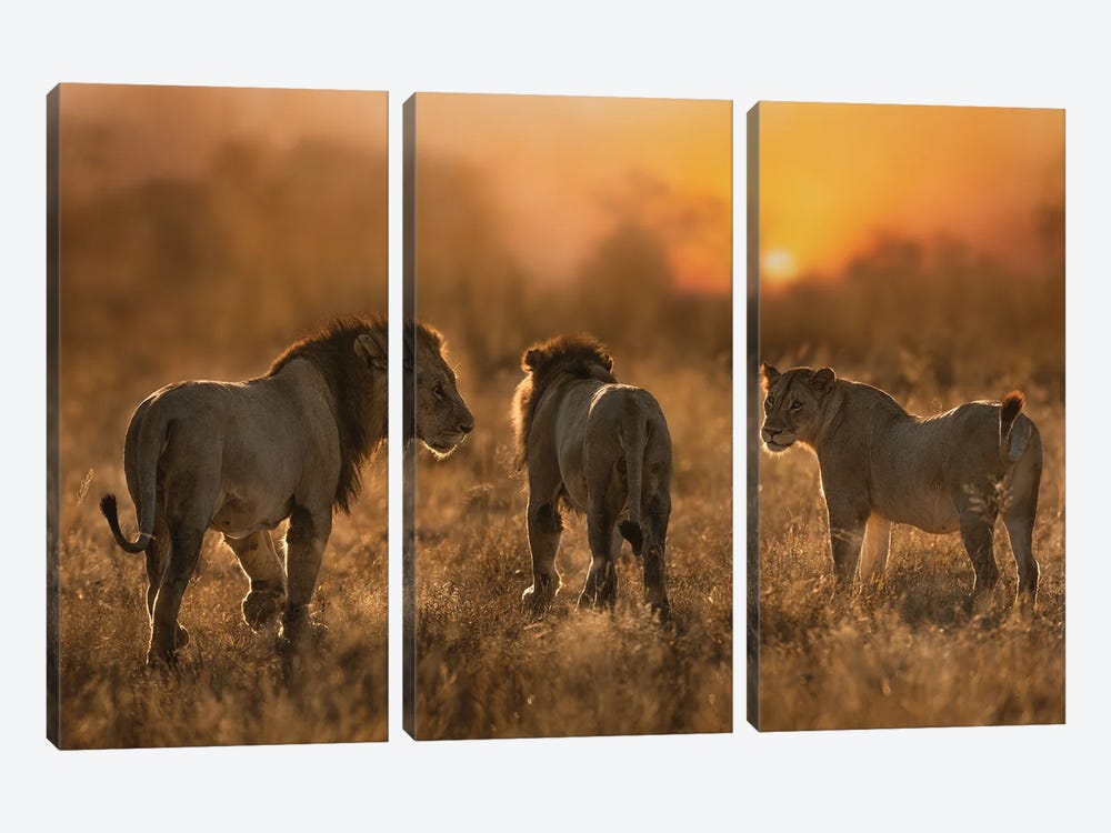 Lion Trio by Patsy Weingart 3-piece Canvas Print