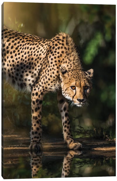 Cheetah Reflection Canvas Art Print - Cheetah Art