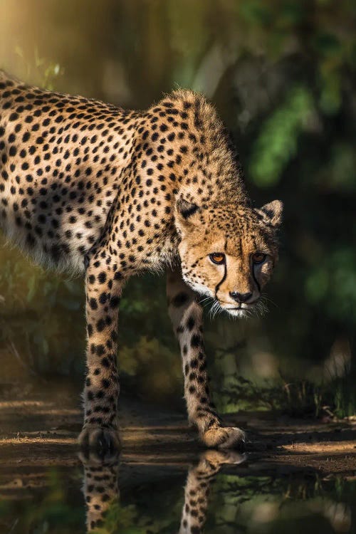 Cheetah Reflection by Patsy Weingart wall art