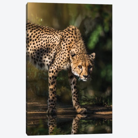 Cheetah Reflection Canvas Print #PWG5} by Patsy Weingart Canvas Art Print