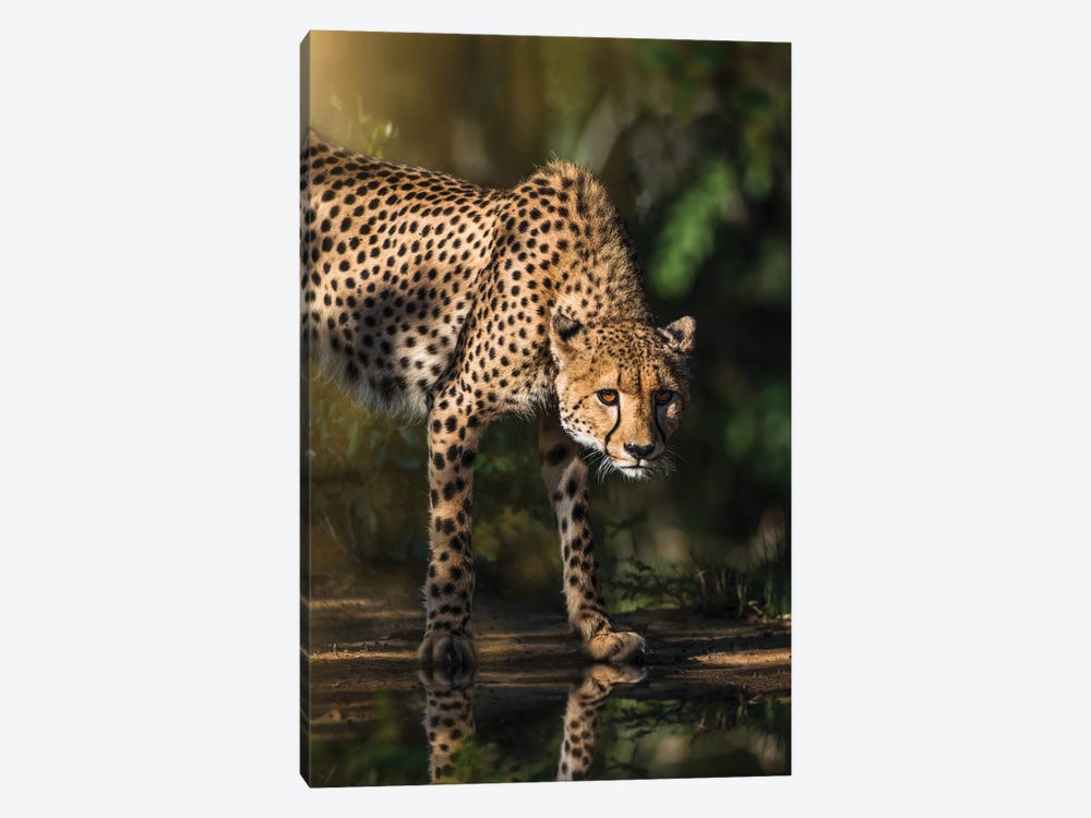 Cheetah Reflection by Patsy Weingart 1-piece Canvas Print