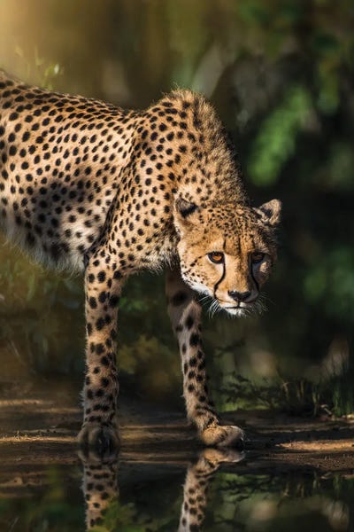 Patsy Weingart: Cheetah Reflection by Patsy Weingart