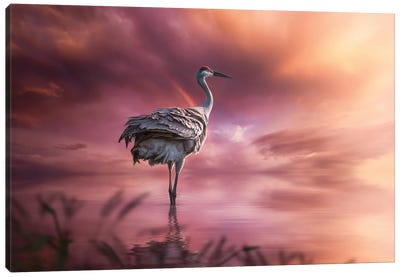 Sandhill Crane Canvas Art Print - Sunset Shades