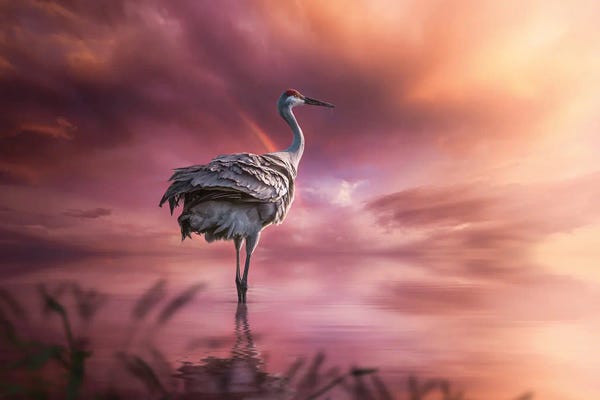 Patsy Weingart: Sandhill Crane by Patsy Weingart