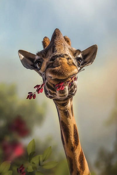Giraffes: A Little Gift by Patsy Weingart