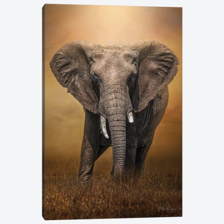 Wonky Tusk Canvas Print #PWG62} by Patsy Weingart Canvas Artwork