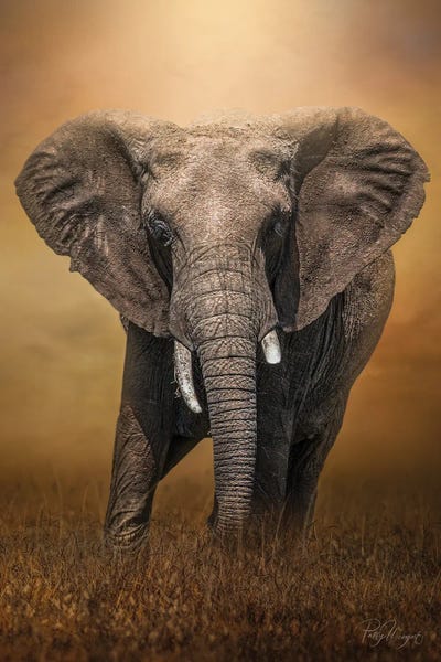 Patsy Weingart: Wonky Tusk by Patsy Weingart