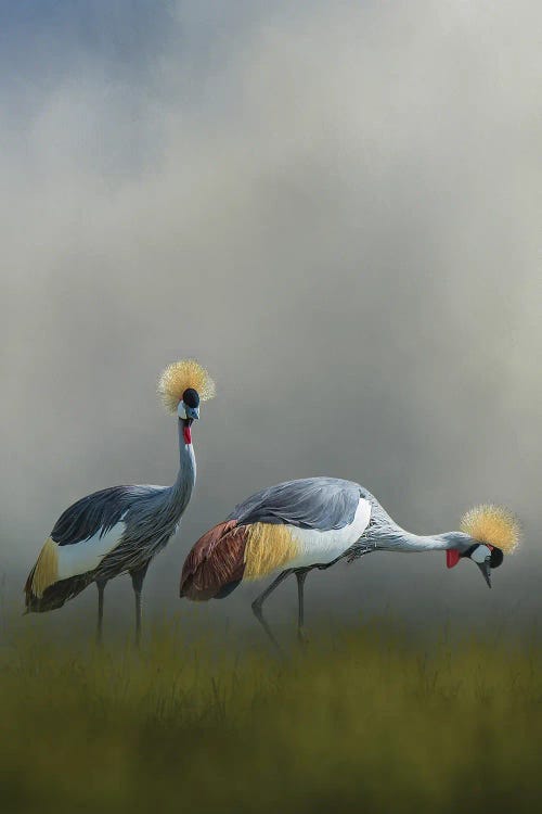 Misty Cranes